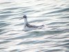 Red-necked Phalarope at Paglesham Lagoon (Steve Arlow) (115530 bytes)